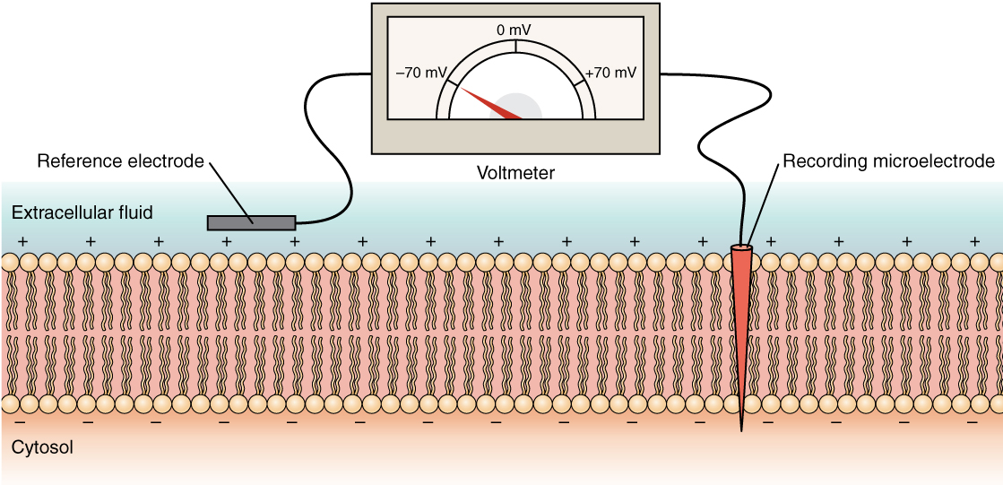 Measuring Charge across a Membrane with a Voltmeter