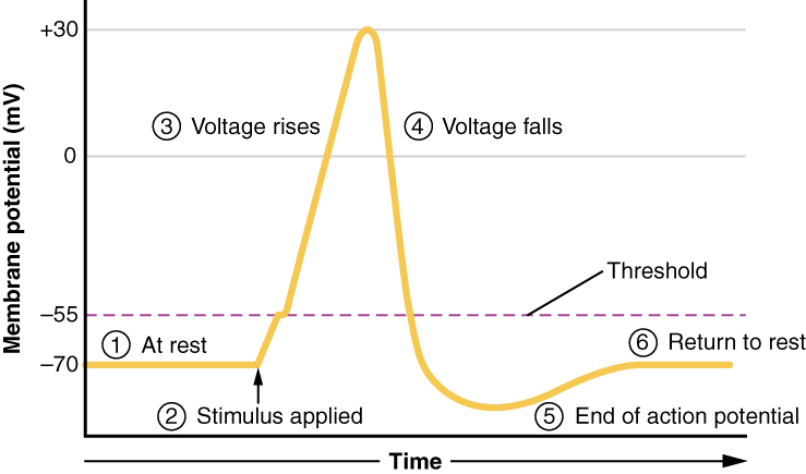 Stages of an Action Potential
