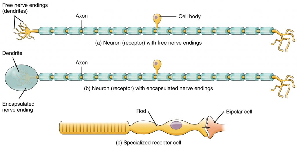 Receptor Classification by Cell Type