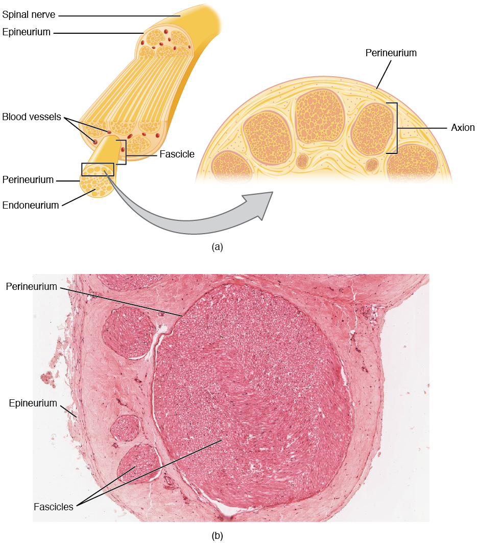 Nerve Structure