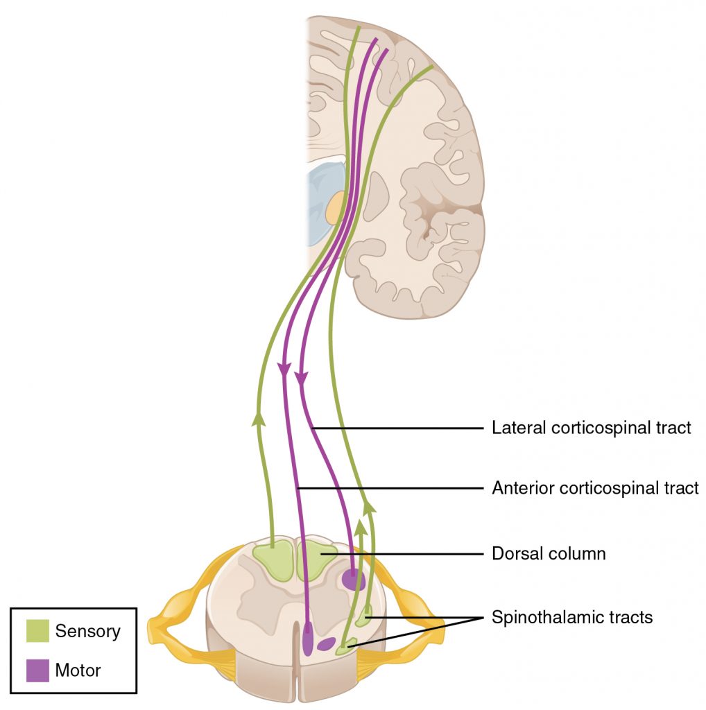 Locations of Spinal Fiber Tracts
