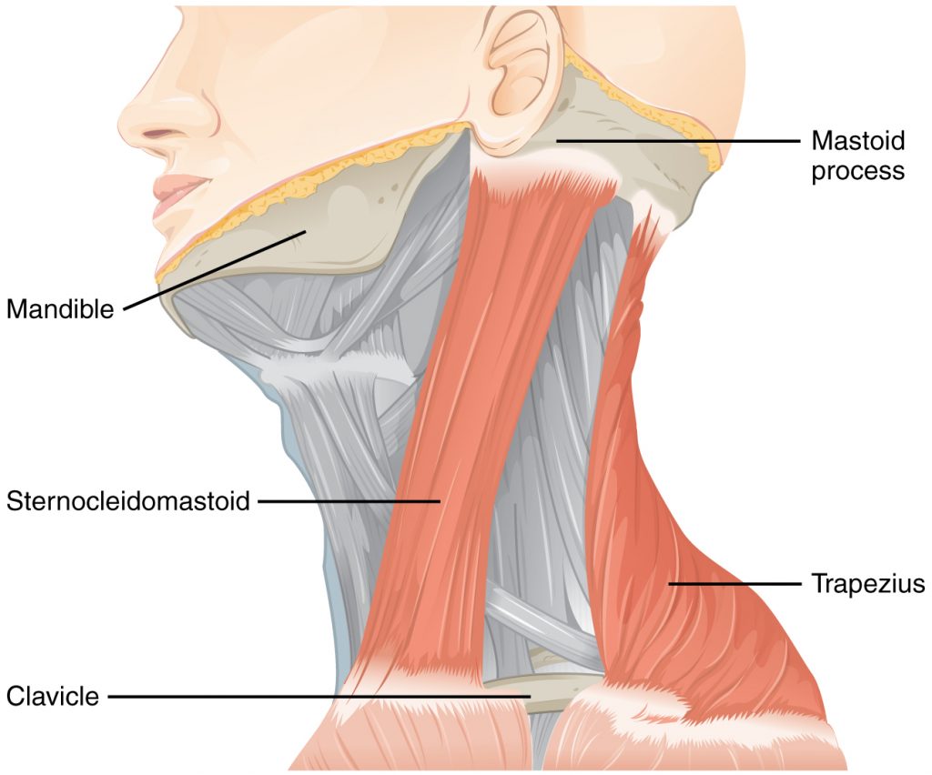 Muscles Controlled by the Accessory Nerve