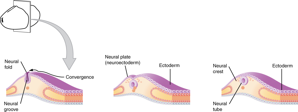 Early Embryonic Development of Nervous System