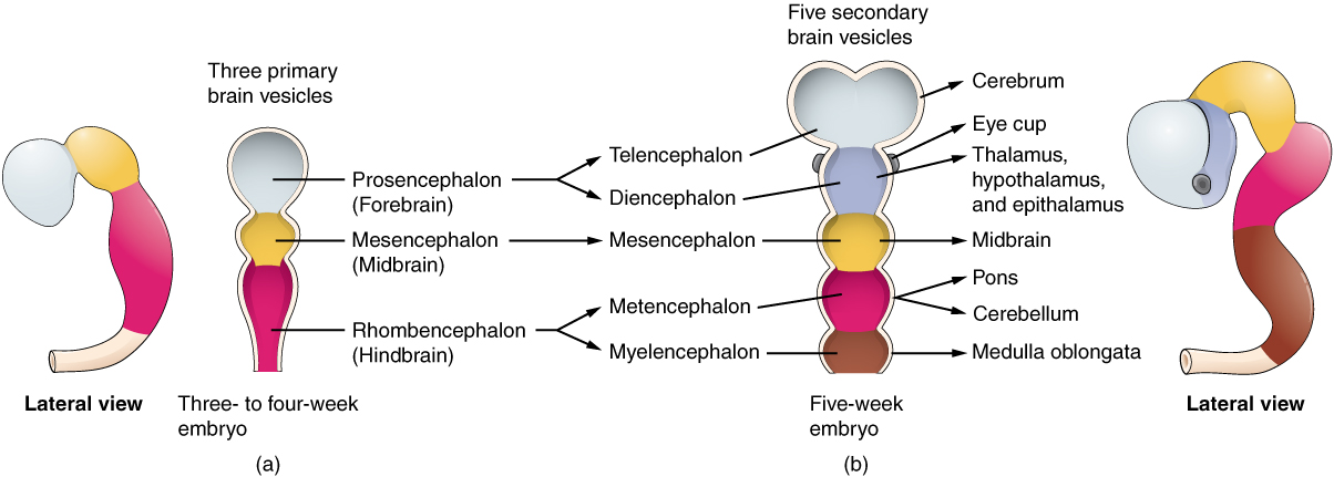 Primary and Secondary Vesicle Stages of Development