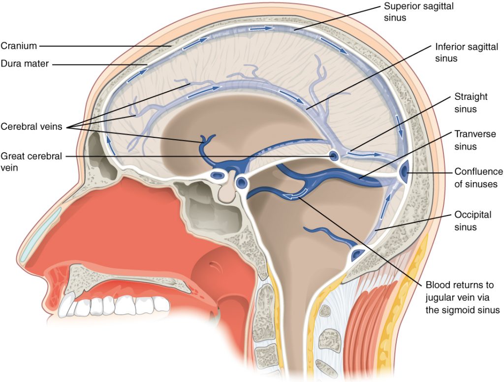 Dural Sinuses and Veins