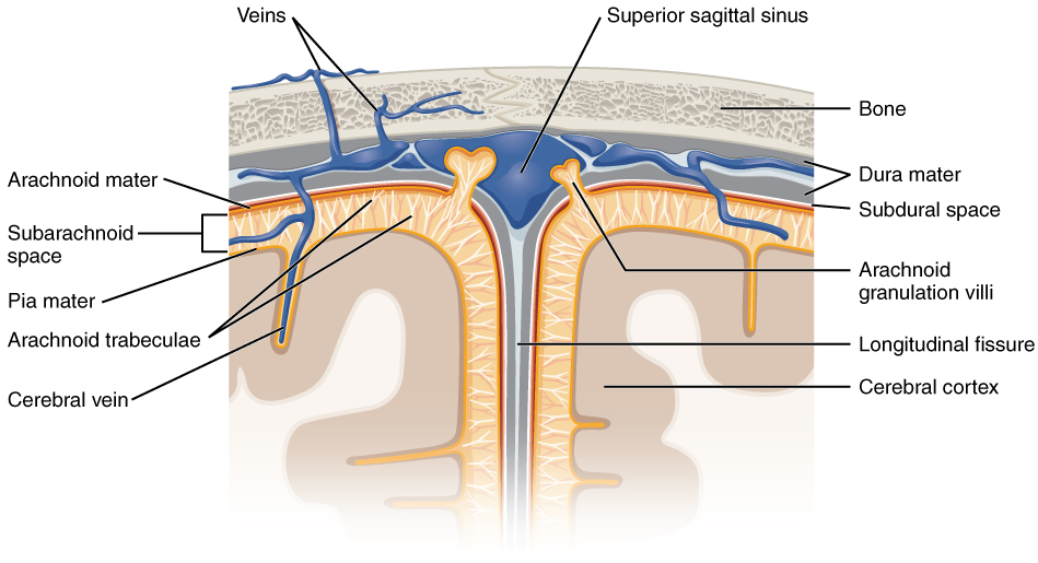 Meningeal Layers of Superior Sagittal Sinus