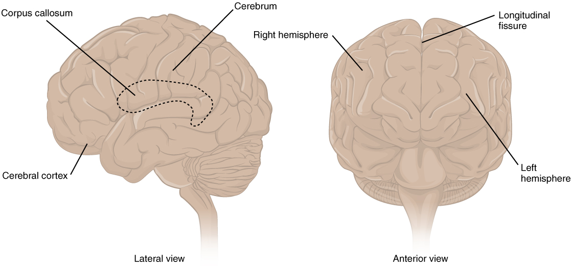 The Cerebrum