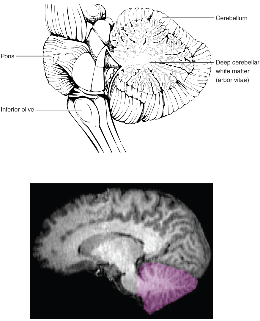 The Cerebellum