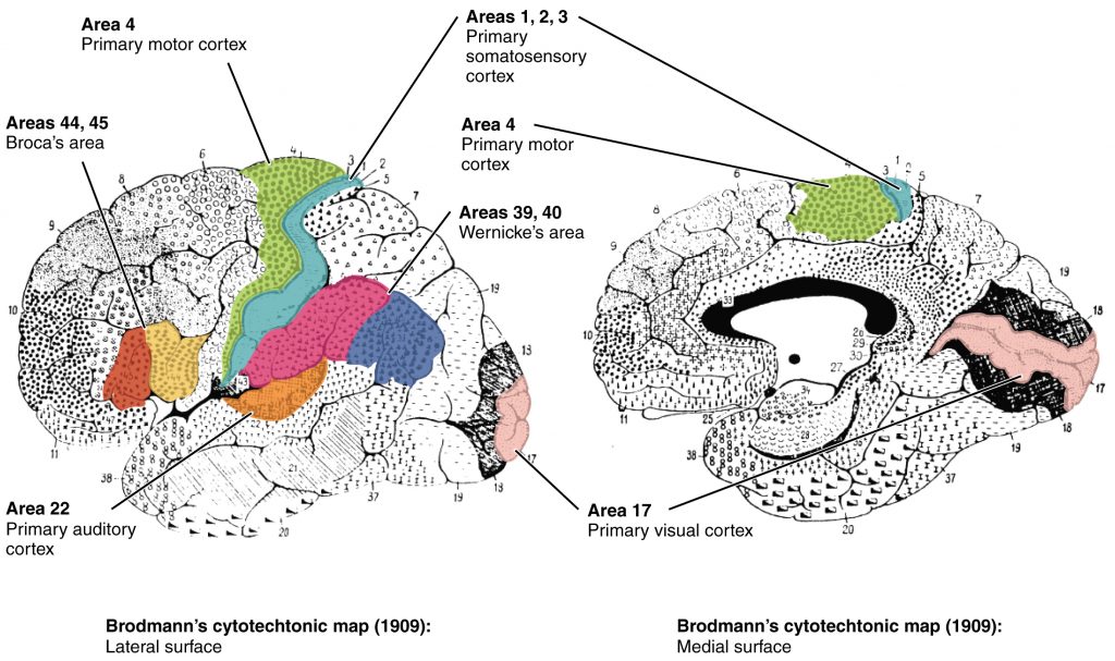 Brodmann’s Areas of the Cerebral Cortex