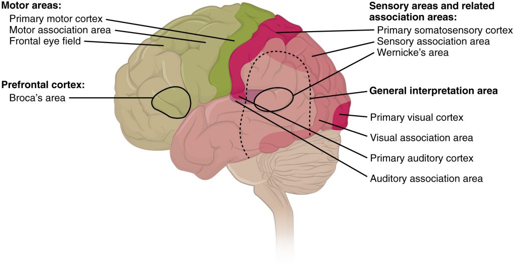 Types of Cortical Areas