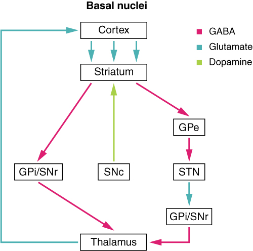 Connections of Basal Nuclei