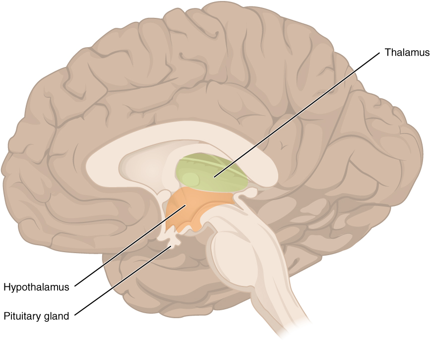 The Diencephalon