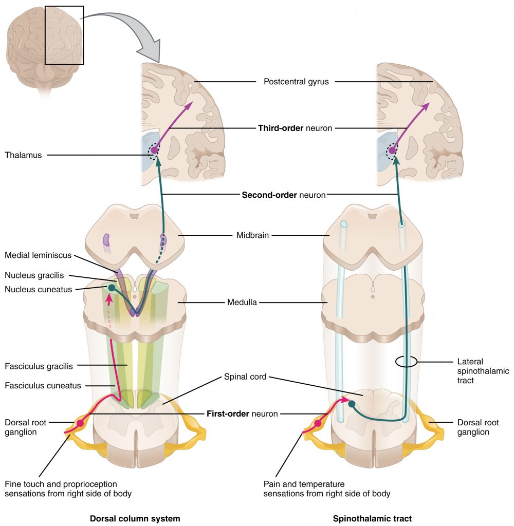 Ascending Sensory Pathways of the Spinal Cord