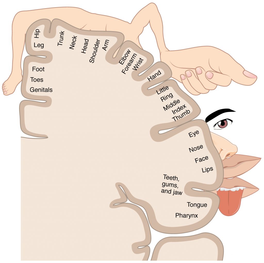 The Sensory Homunculus