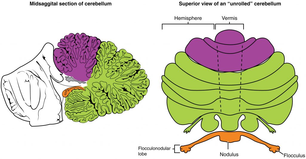 Major Regions of the Cerebellum