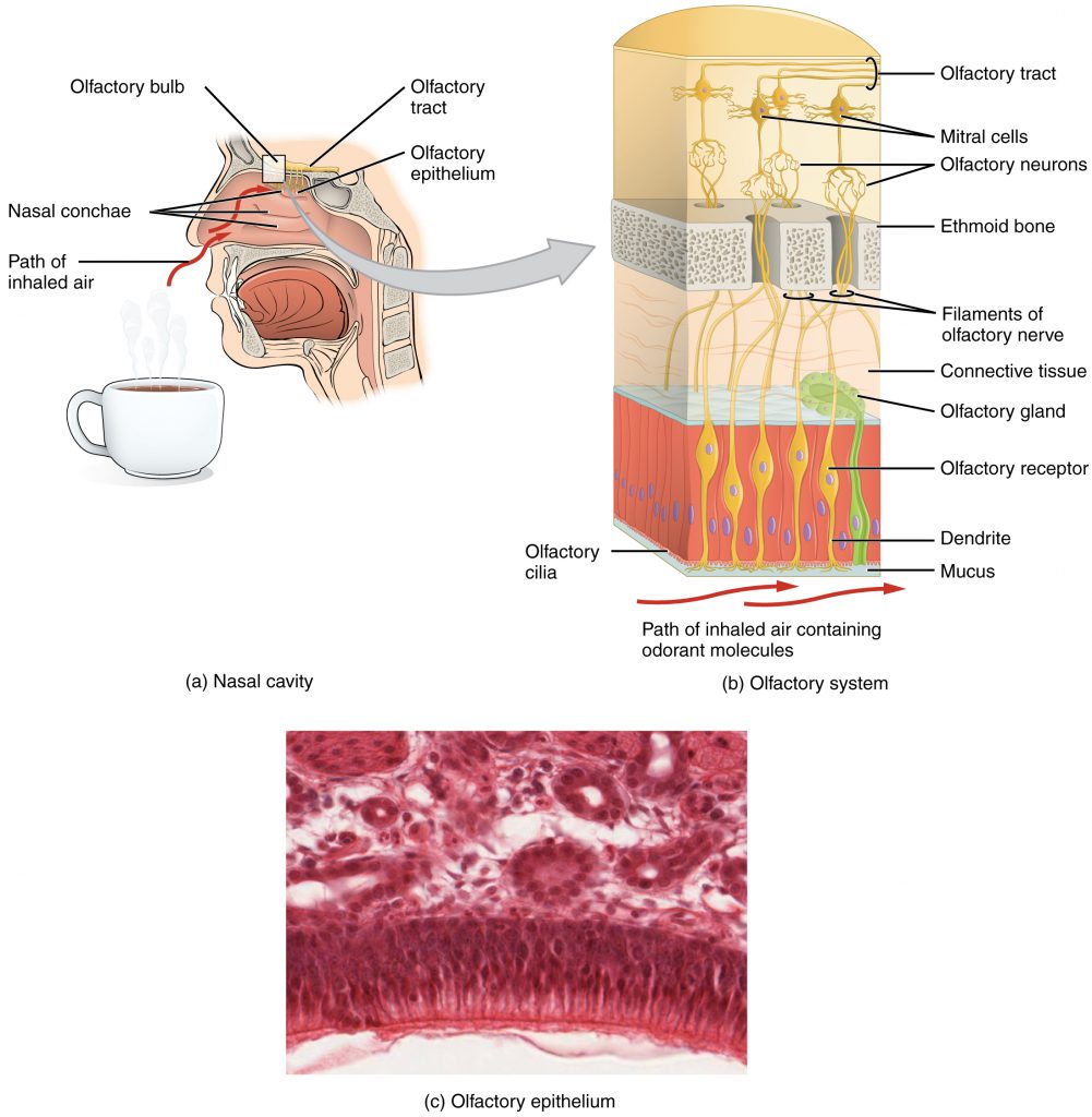 The Olfactory System