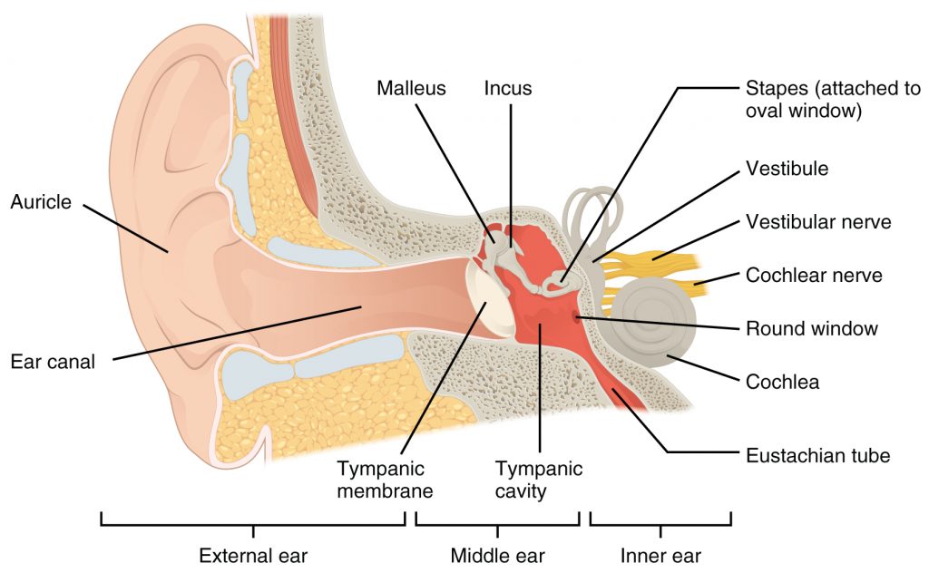 Structures of the Ear