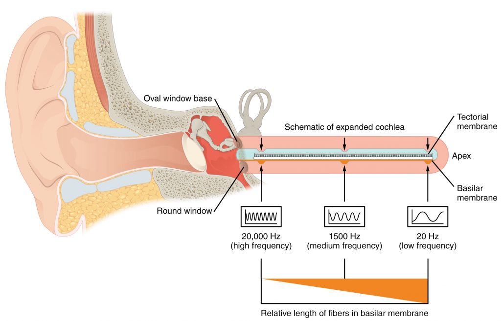Frequency Coding in the Cochlea