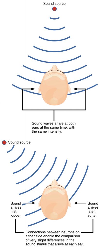 Auditory Brain Stem Mechanisms of Sound Localization