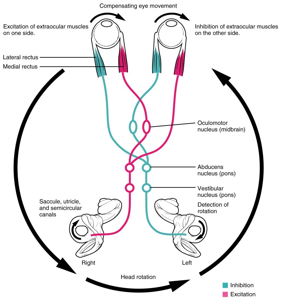 Vestibulo-ocular Reflex