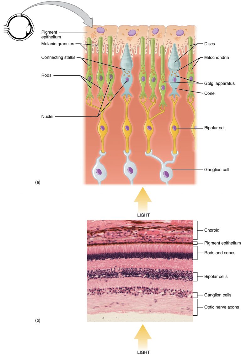 Photoreceptor