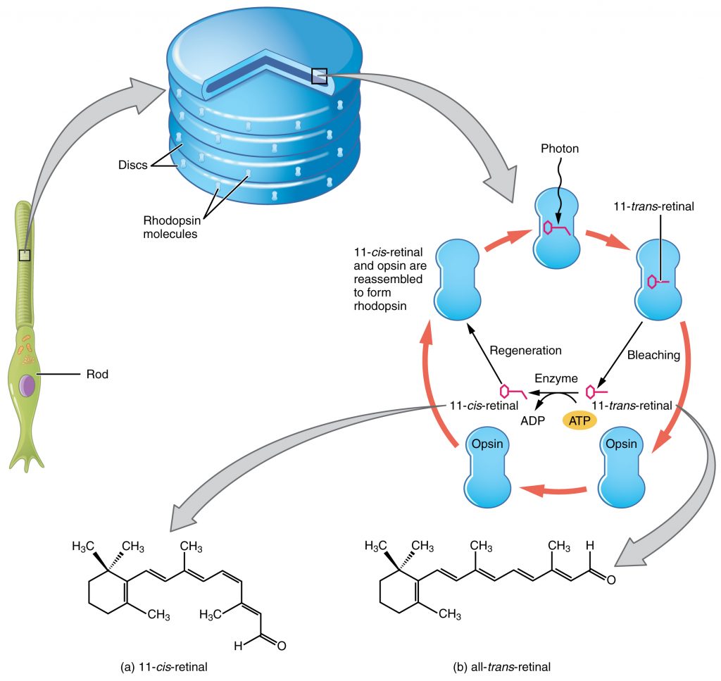 Retinal Isomers