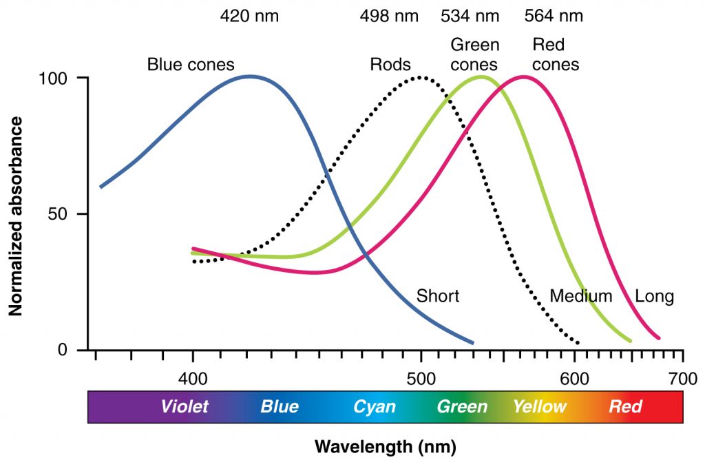 Comparison of Color Sensitivity of Photopigments