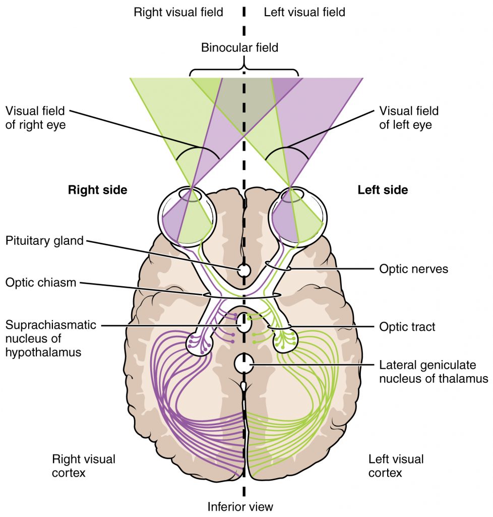 Segregation of Visual Field Information at the Optic Chiasm