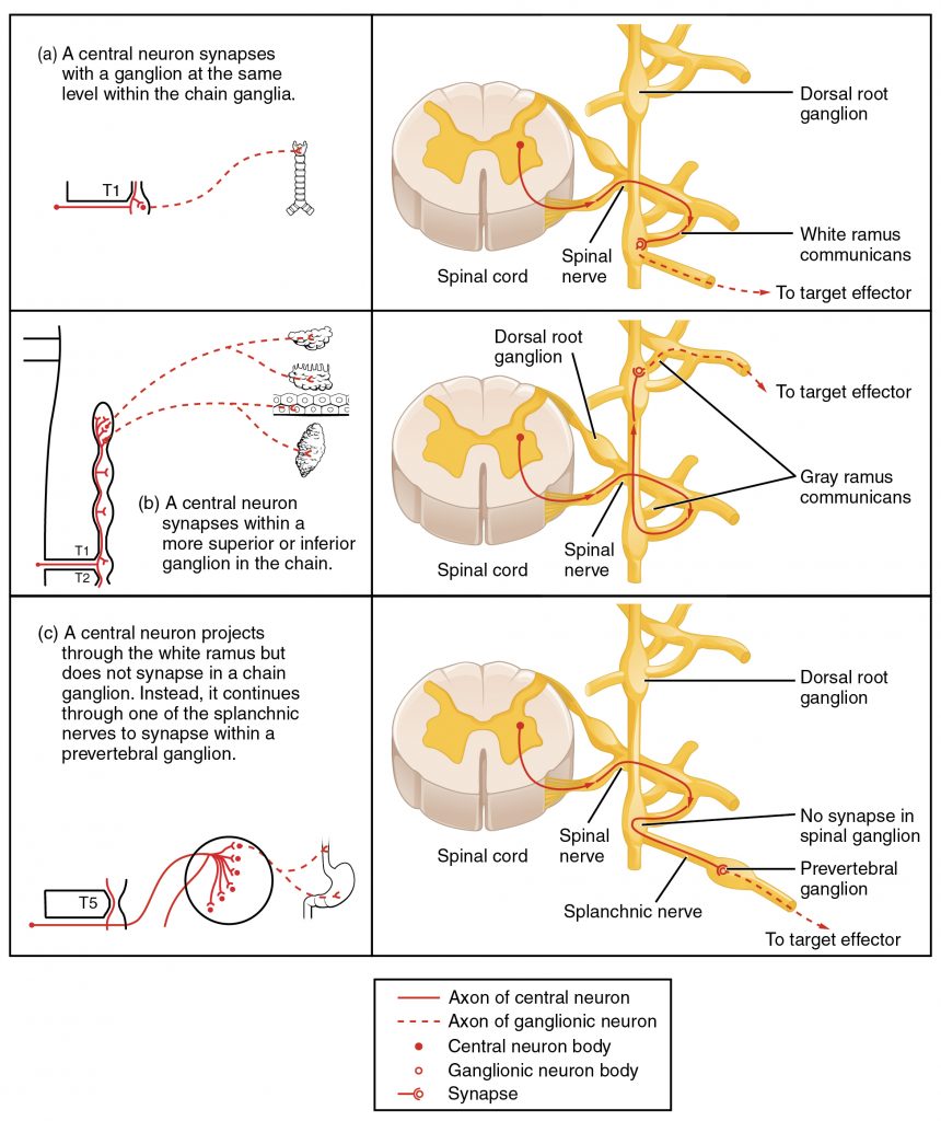 Sympathetic Connections and Chain Ganglia