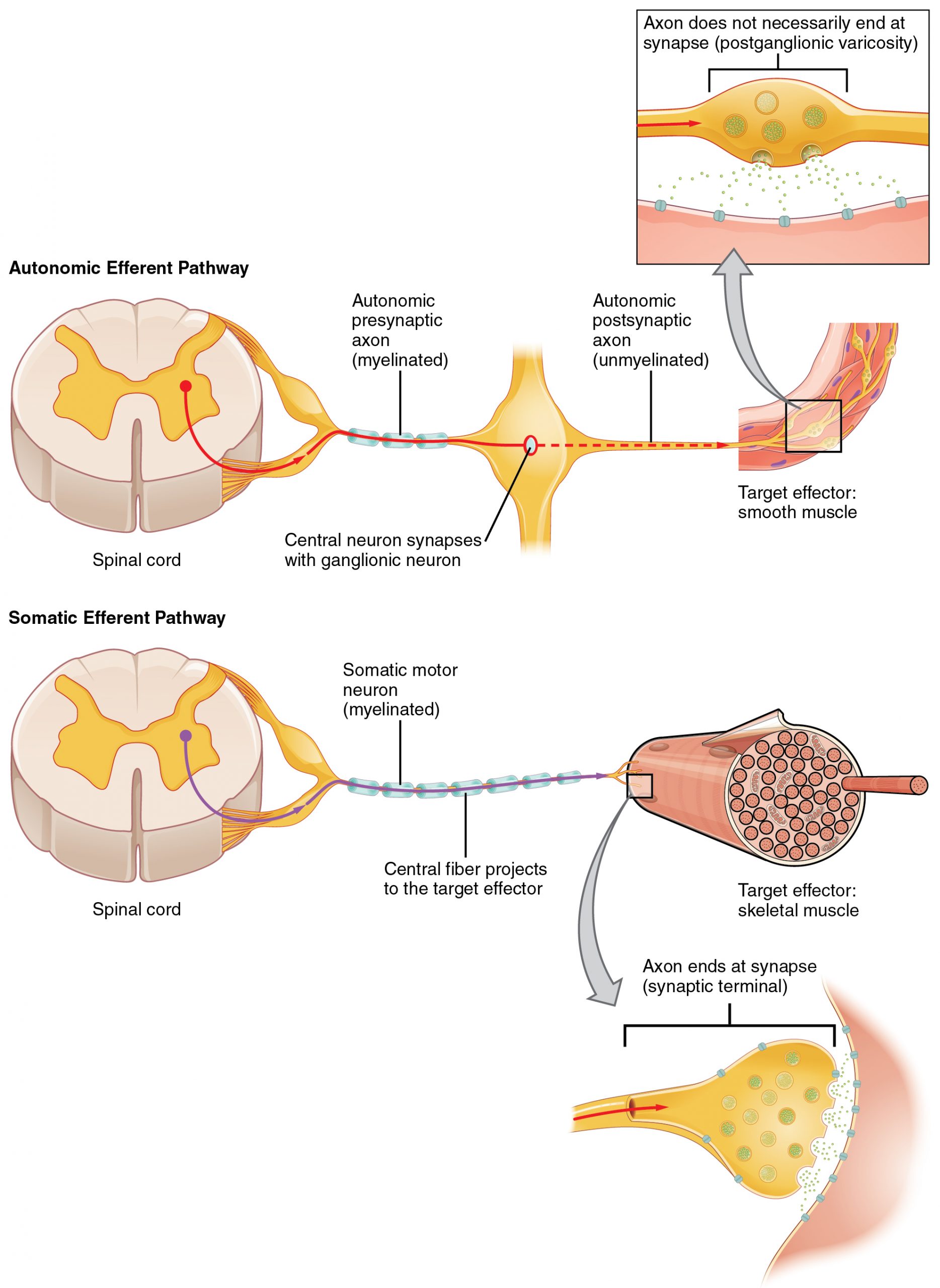 Comparison of Somatic and Visceral Reflexes