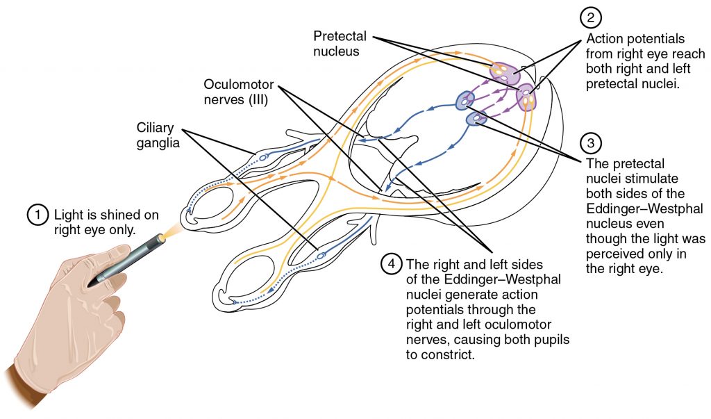 Pupillary Reflex Pathways