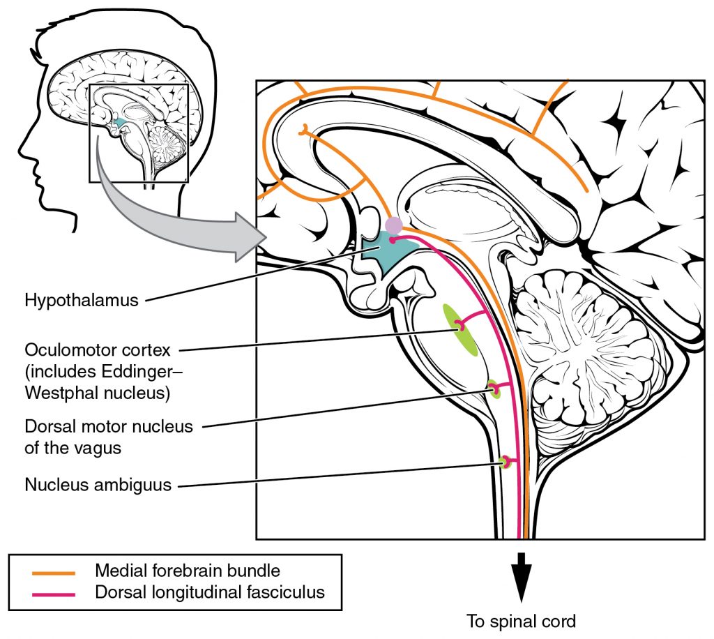Fiber Tracts of the Central Autonomic System