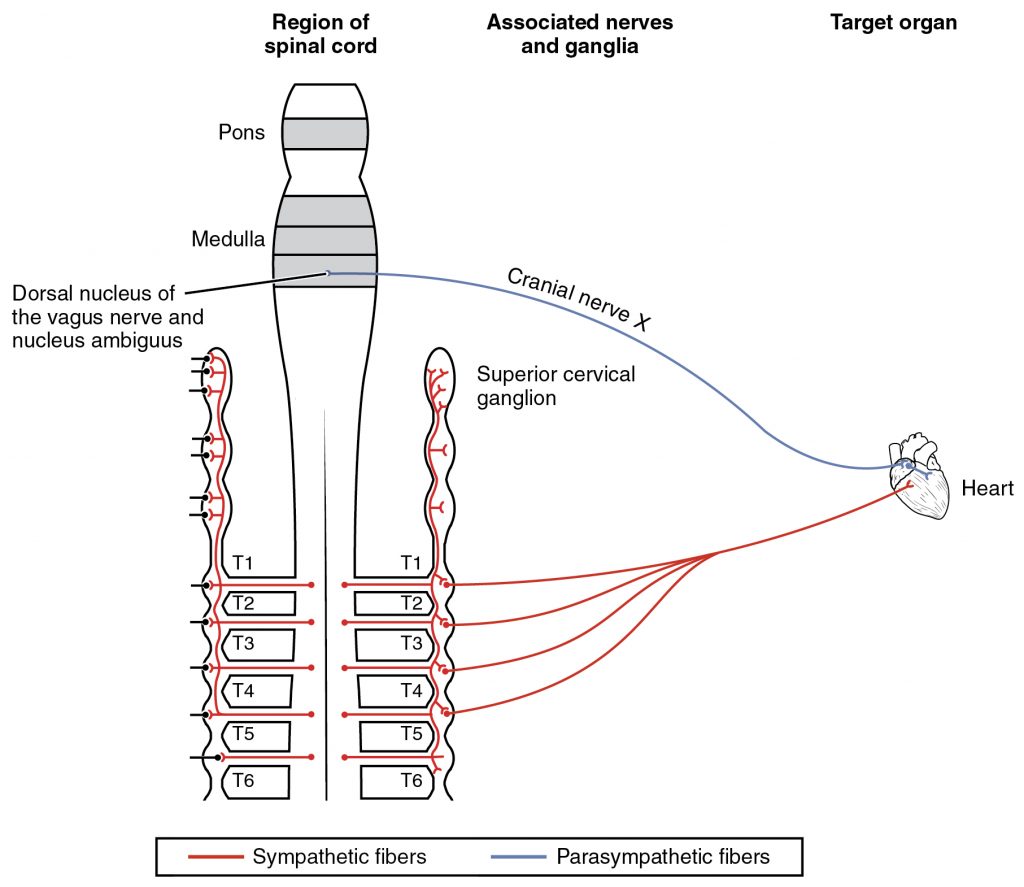 Autonomic Connections to Heart and Blood Vessels