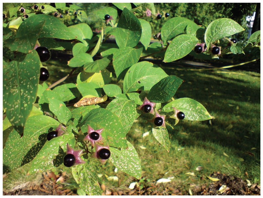 Belladonna Plant