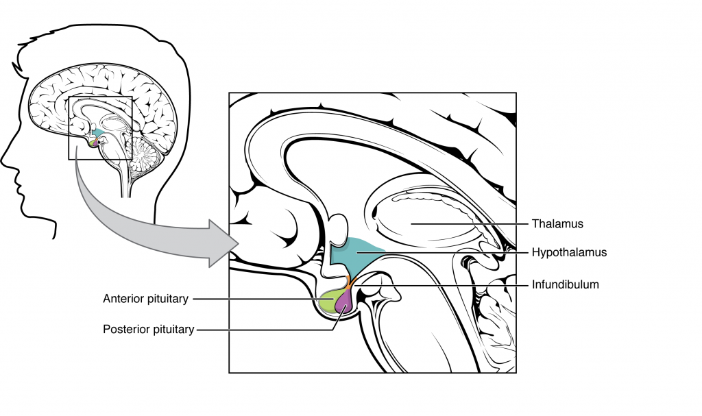 Hypothalamus–Pituitary Complex