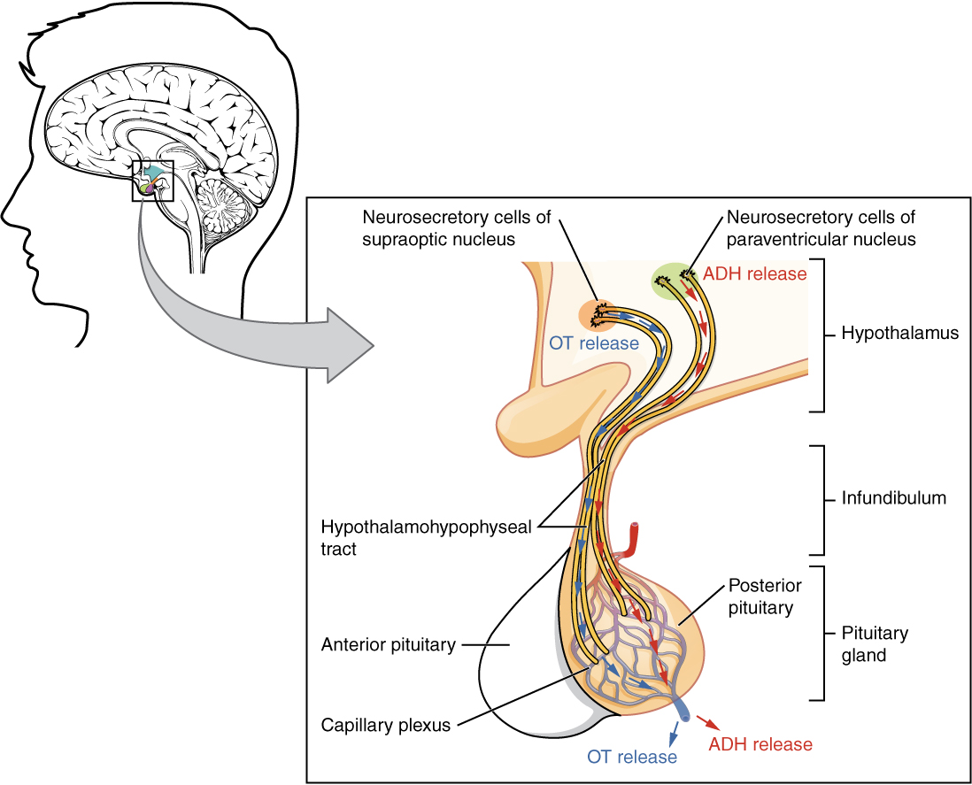 Posterior Pituitary