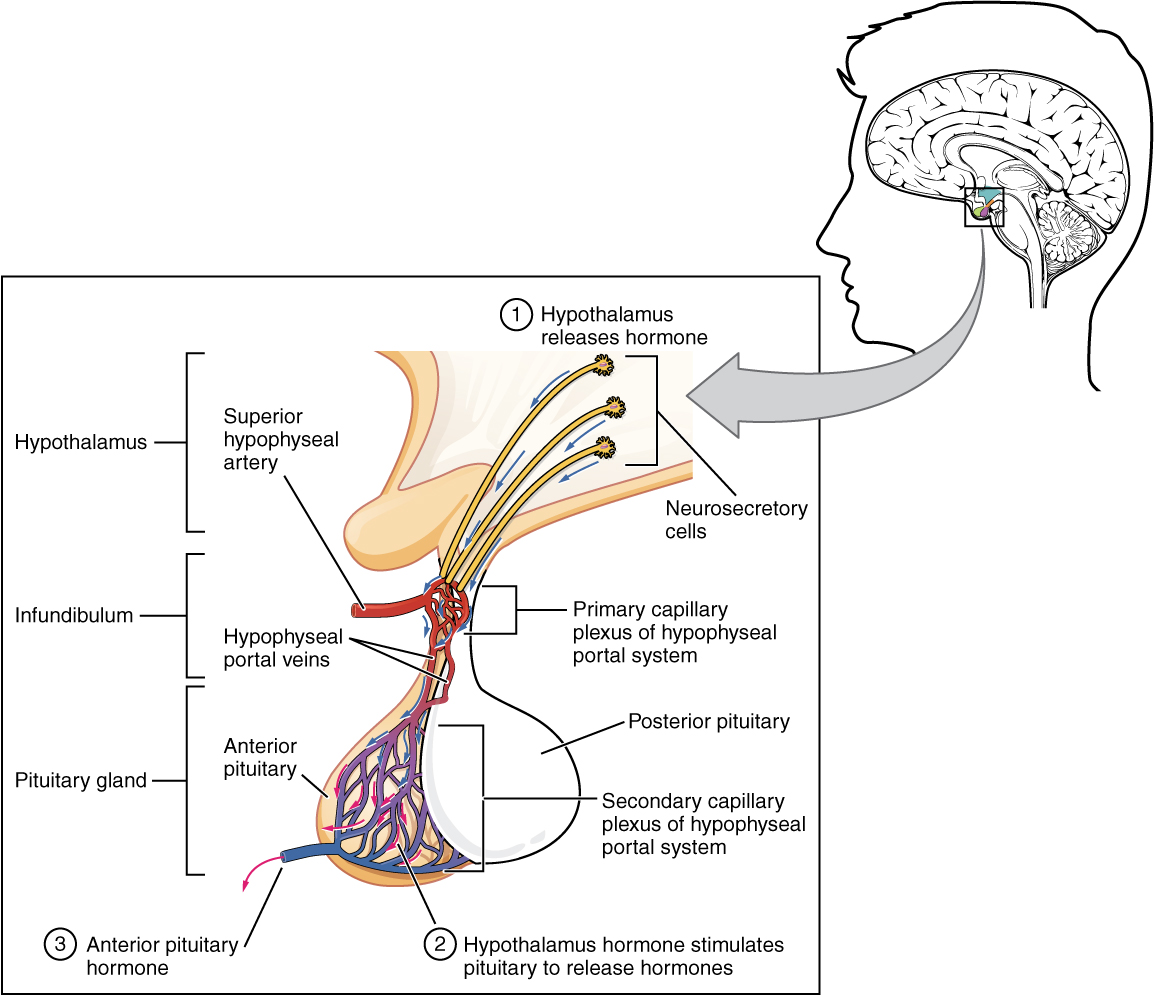Anterior Pituitary