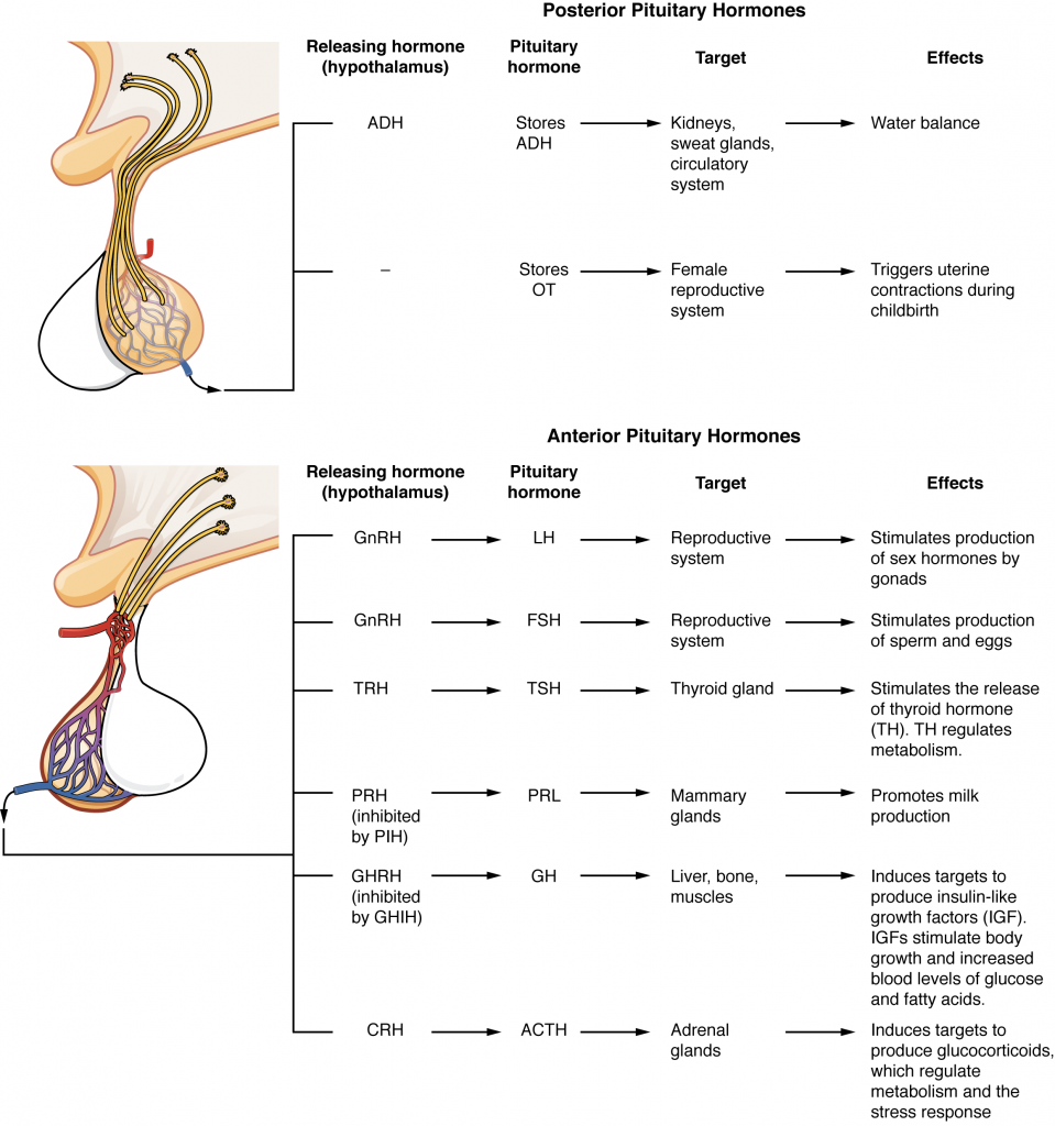 Major Pituitary Hormones