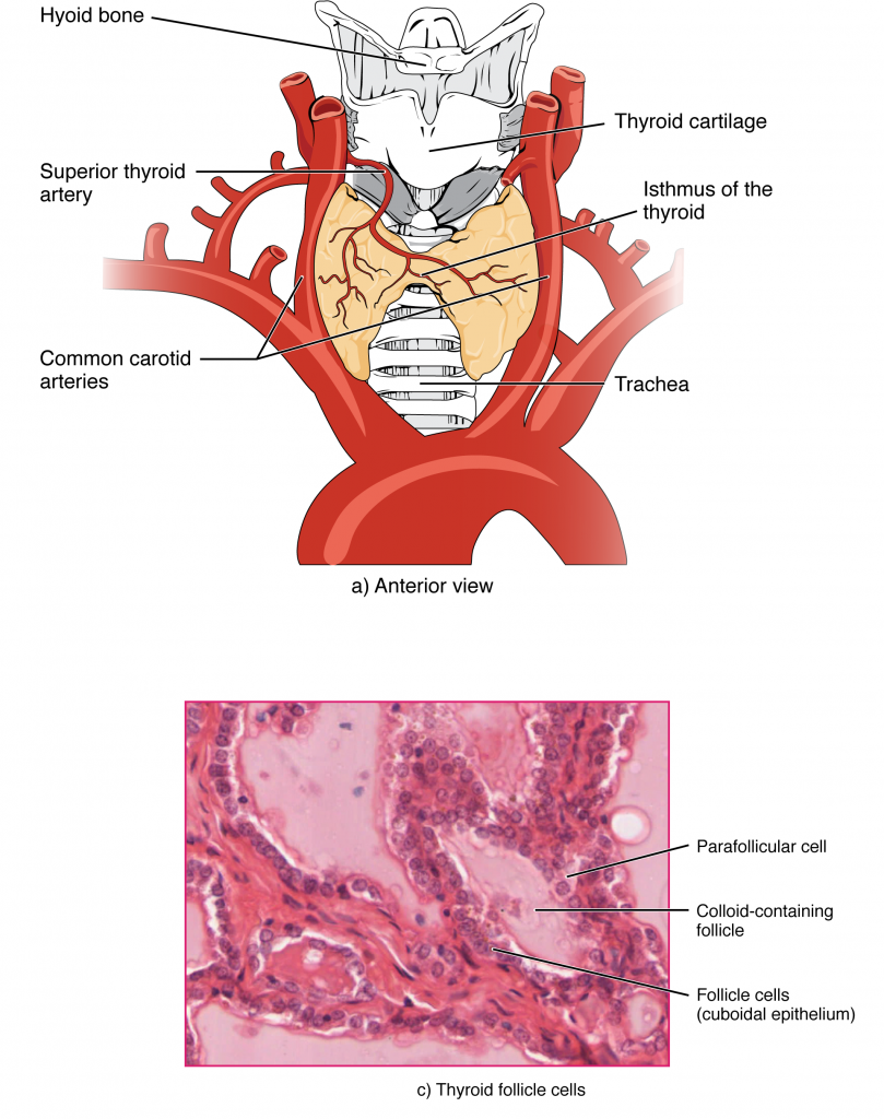 Thyroid Gland