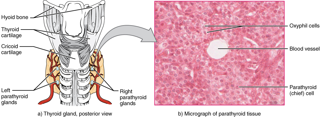 Parathyroid Glands