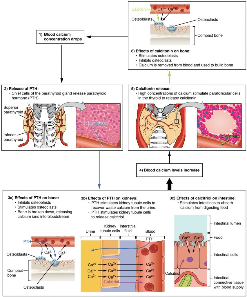 Parathyroid Hormone in Maintaining Blood Calcium Homeostasis
