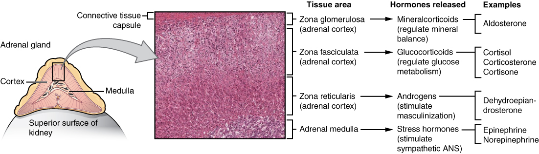 Adrenal Glands