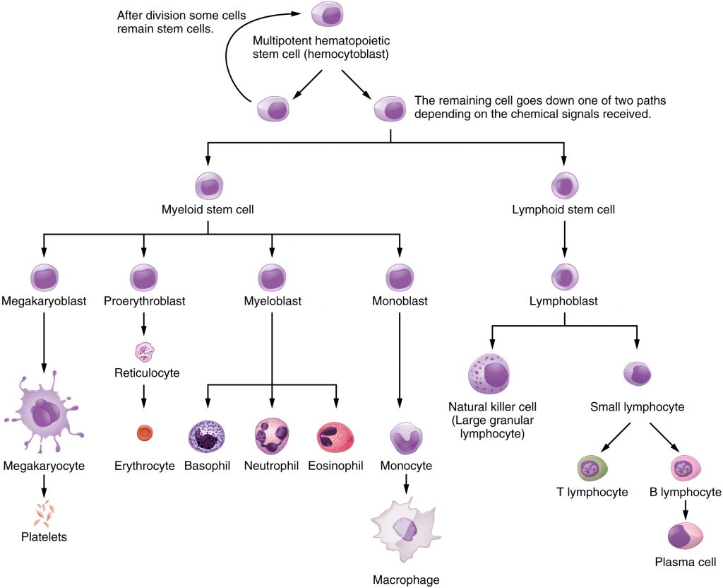 Hematopoietic System of Bone Marrow
