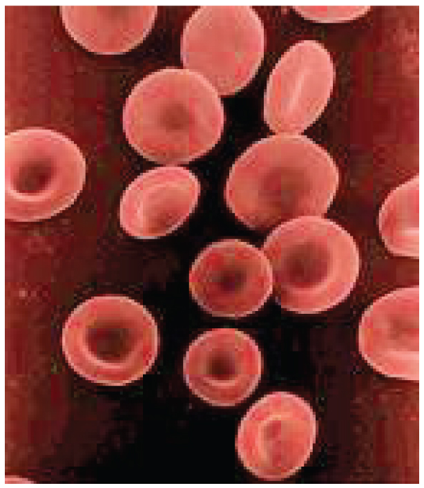 Shape of Red Blood Cells