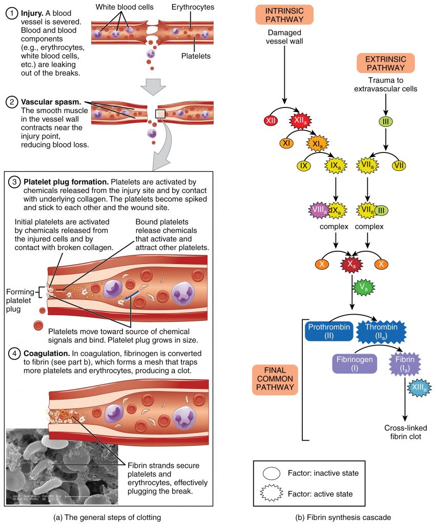 Hemostasis