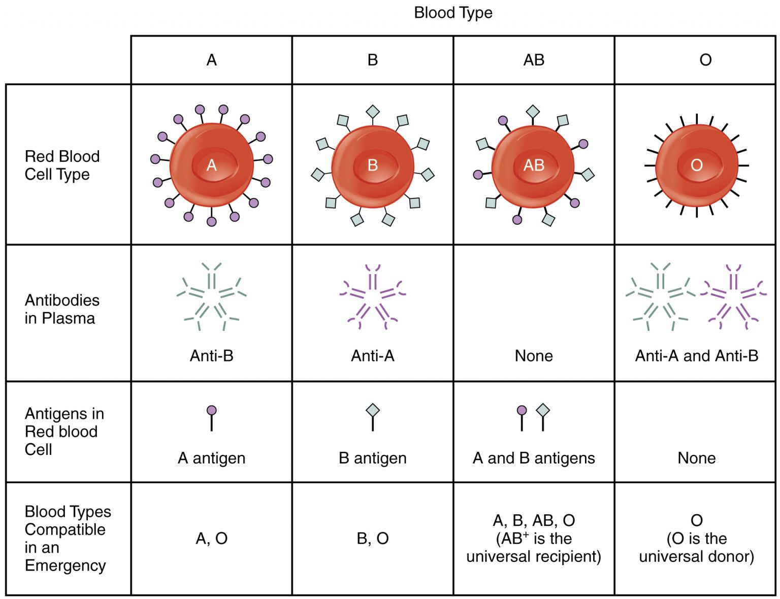 ABO Blood Group