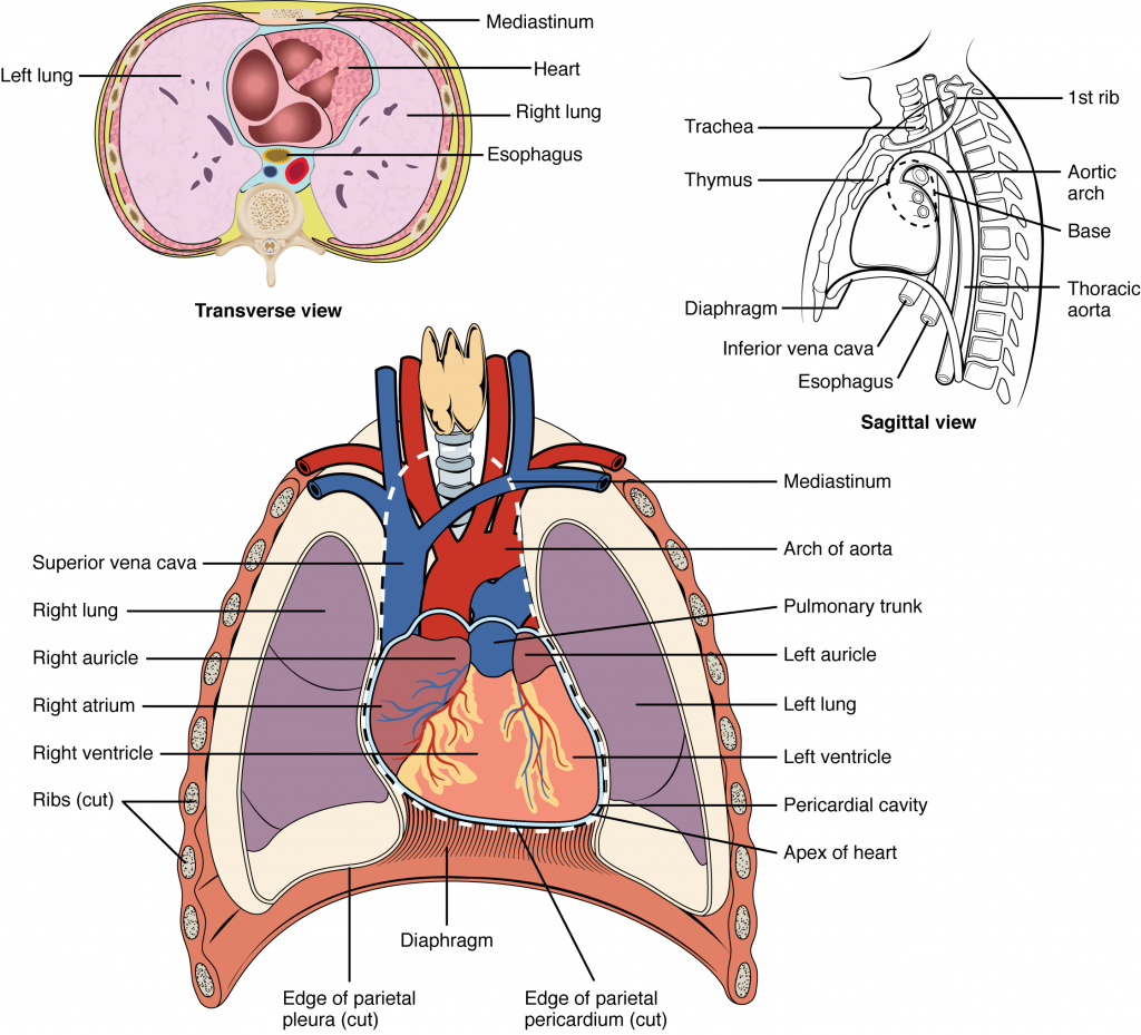 Position of the Heart in the Thorax