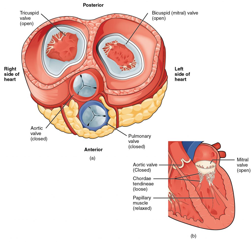 Blood Flow from the Left Atrium to the Left Ventricle