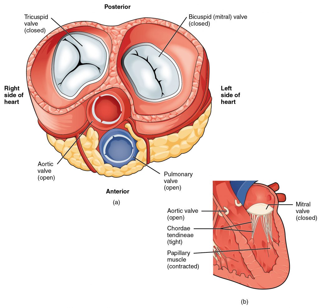 Blood Flow from the Left Ventricle into the Great Vessels
