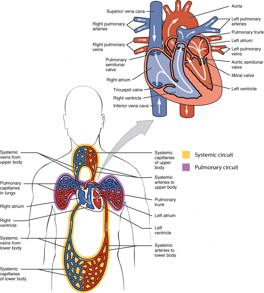 Dual System of the Human Blood Circulation